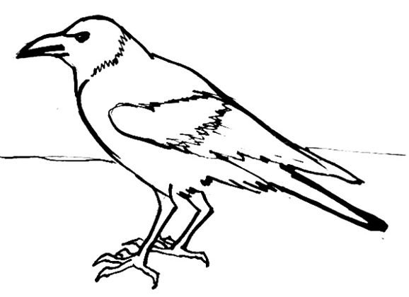 Грач птица раскраска для детей