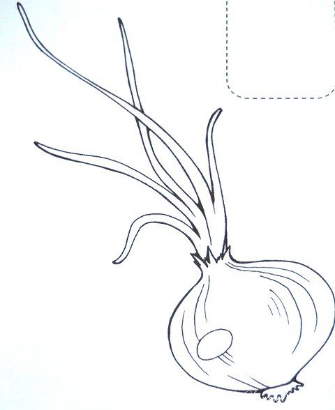 Раскраска зеленый лук