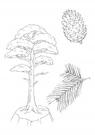 Силуэт сосны