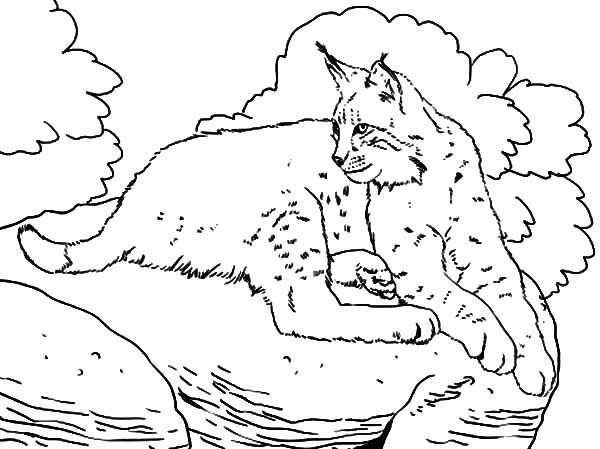 Рисование для дошкольников Рысь