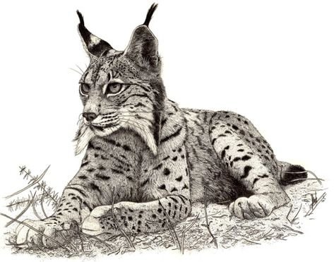 Рысь рисунок