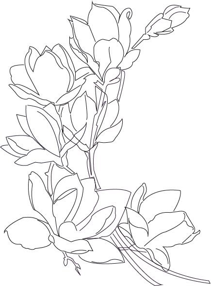 Магнолия эскиз