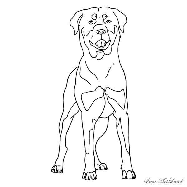 Ротвейлер карандашом