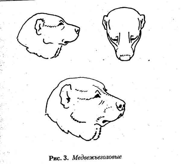 Форма головы у алабая