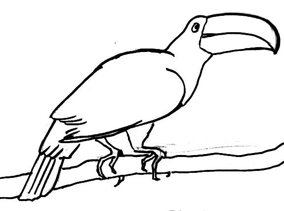 Птица Тукан раскраска
