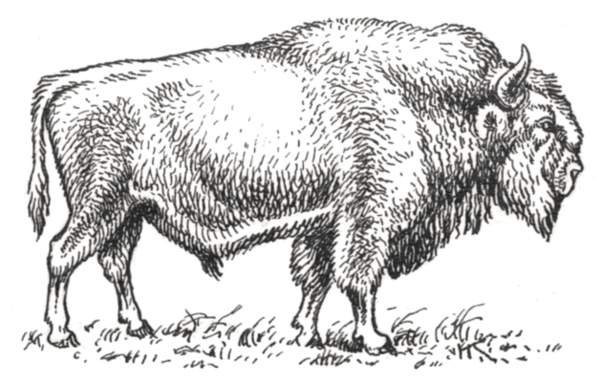 Зубр контурный рисунок (54 фото)