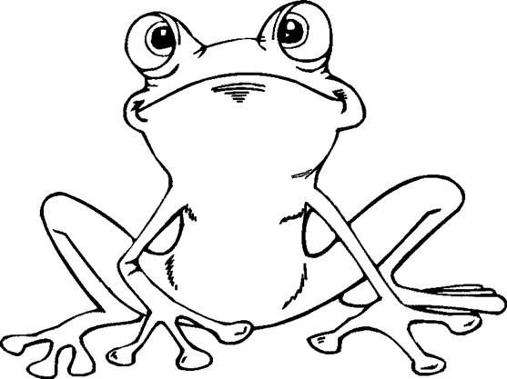 Лягушка раскраска цветная