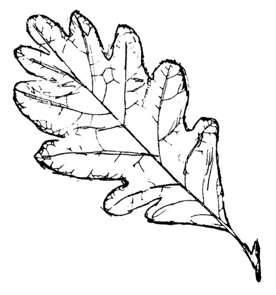 Дубовый лист раскраска