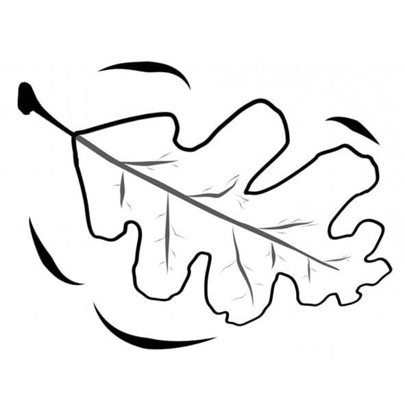 Дубовый лист раскраска