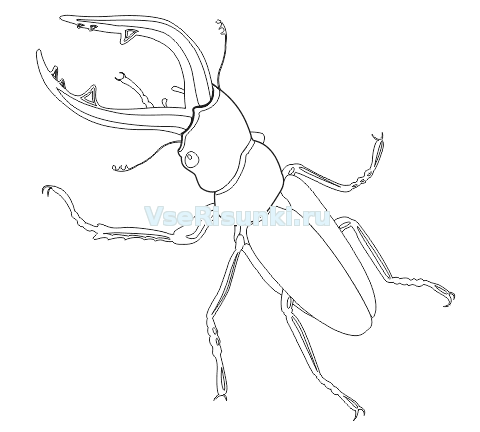 Жук олень нарисовать поэтапно