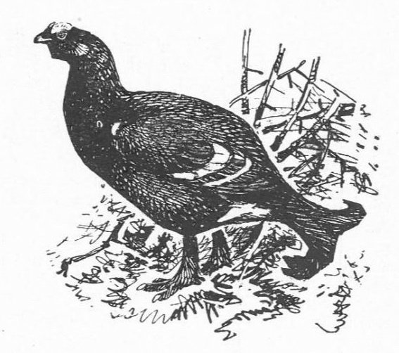 Глухарь раскраска для детей