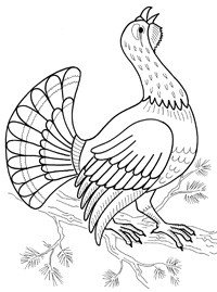 Глухарь раскраска для детей