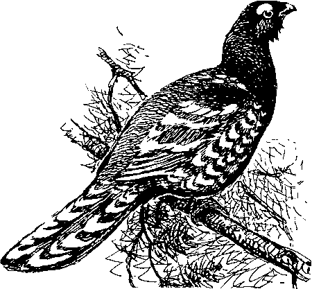 Трафарет тетерева