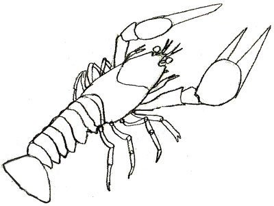 Краб отшельник раскраска