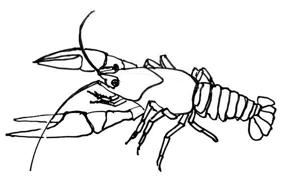 Краб раскраска для детей