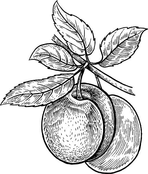 Раскрасить сливу