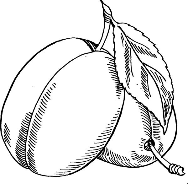 Абрикос раскраска