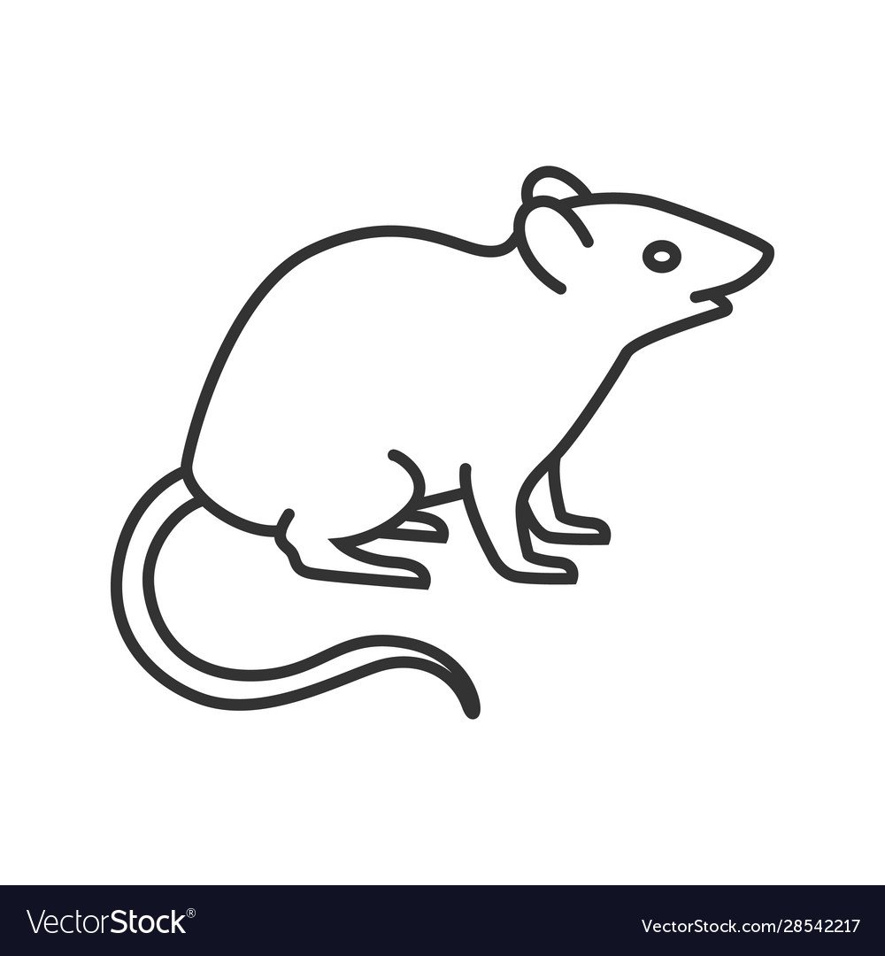 Крыса контурный рисунок