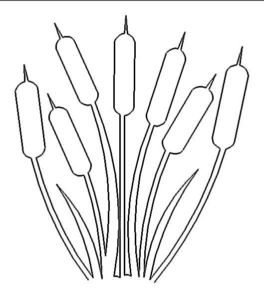 Камыш раскраска для детей