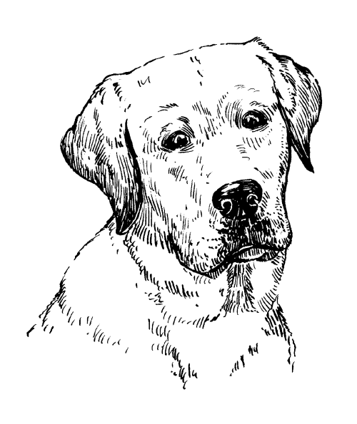 Строение головы лабрадора