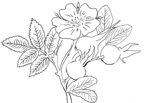 Шиповник раскраска