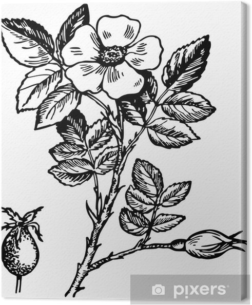 Шиповник карандашом