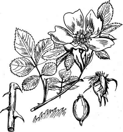 Шиповник рисунок