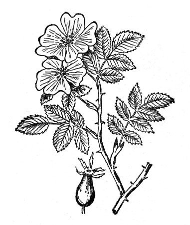 Шиповник карандашом