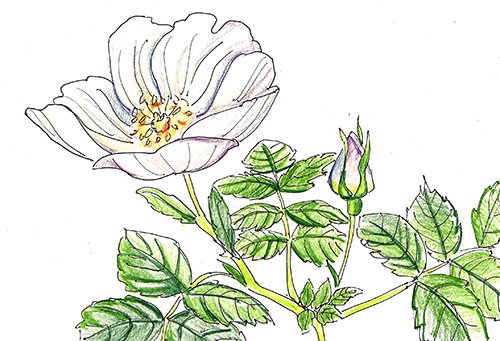 Шиповник раскраска