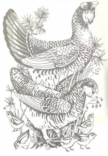 Глухарь раскраска