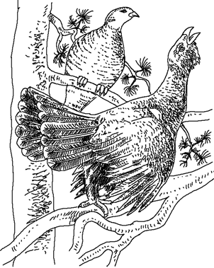 Трафарет глухаря