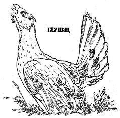 Глухарь гравировка эскизы