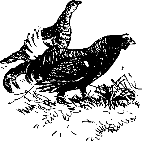 Тетерев Косач раскраска