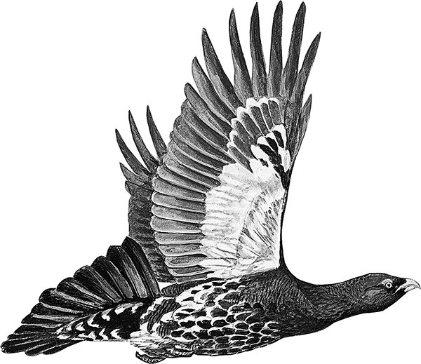 Глухарь карандашом