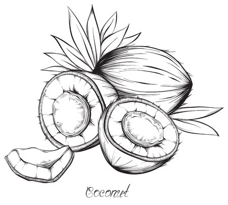 Кокос карандашом