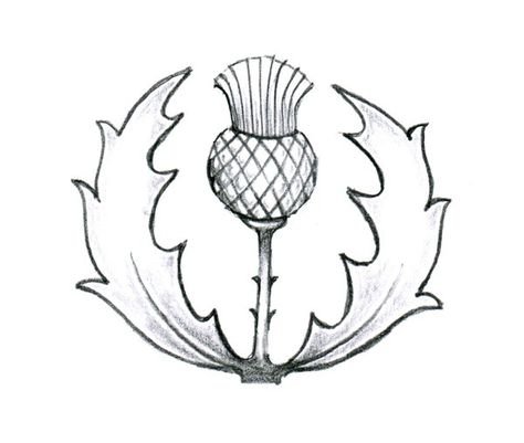 Чертополох символ Шотландии раскраска