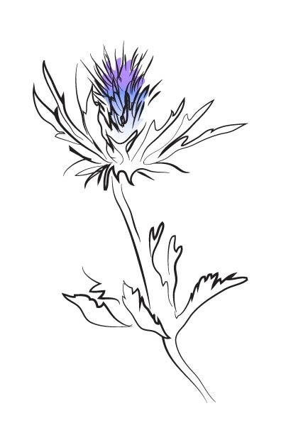 Чертополох тату эскизы