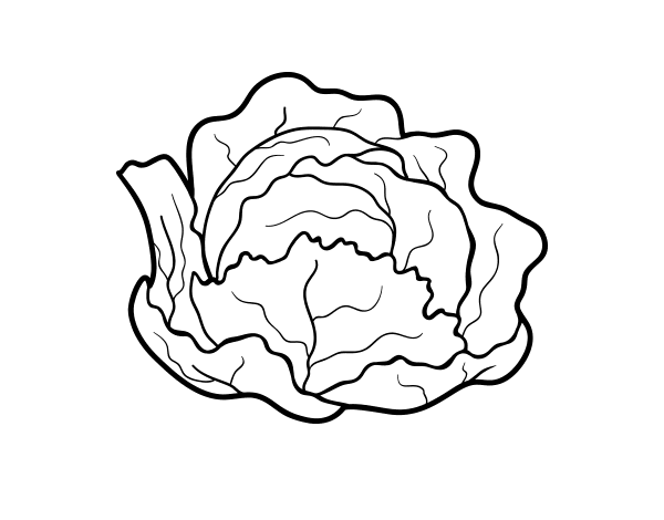 Раскраска капуста белокочанная