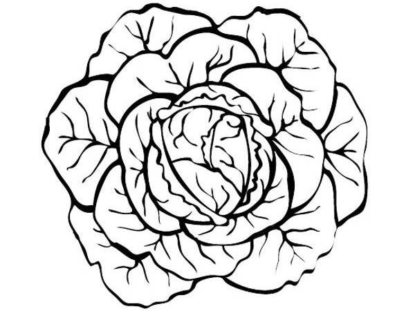 Капуста эскиз