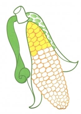 Кукуруза раскраска