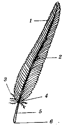 Строение опахала пера птицы