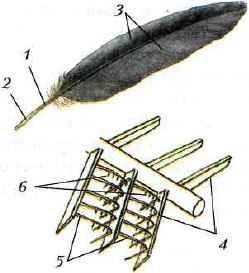 Строение перьев птицы биология 7 класс