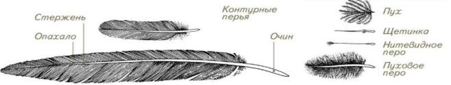 Пуховое перо птицы строение и рисунок