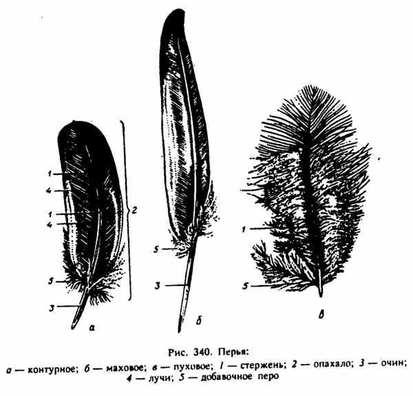 Строение пухового пера