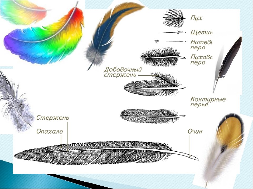 Рисунок контурного пера птицы. Контурное перо птицы. Строение контурного пера птицы. Схема контурного пера. Перо контурный рисунок.