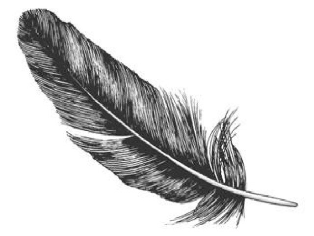 Рисунок контурного пера птицы. Перья птиц. Контурное перо птицы. Птичье перо. Контурное перо зарисовка.
