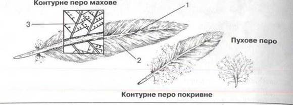 Строение контурного пера голубя