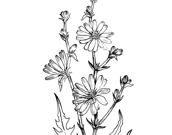 Цикорий раскраска