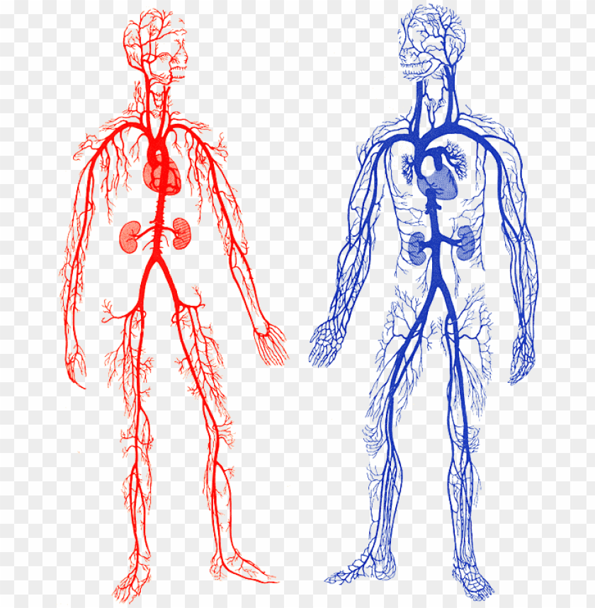 Схема артерий и вен. Артериальная и венозная система. Венозная система и артериальная система. Венозная система человека схема. Артериальная и венозная система человека анатомия.