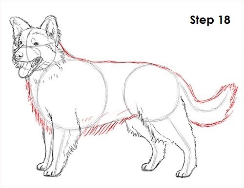 Колли карандашом поэтапно